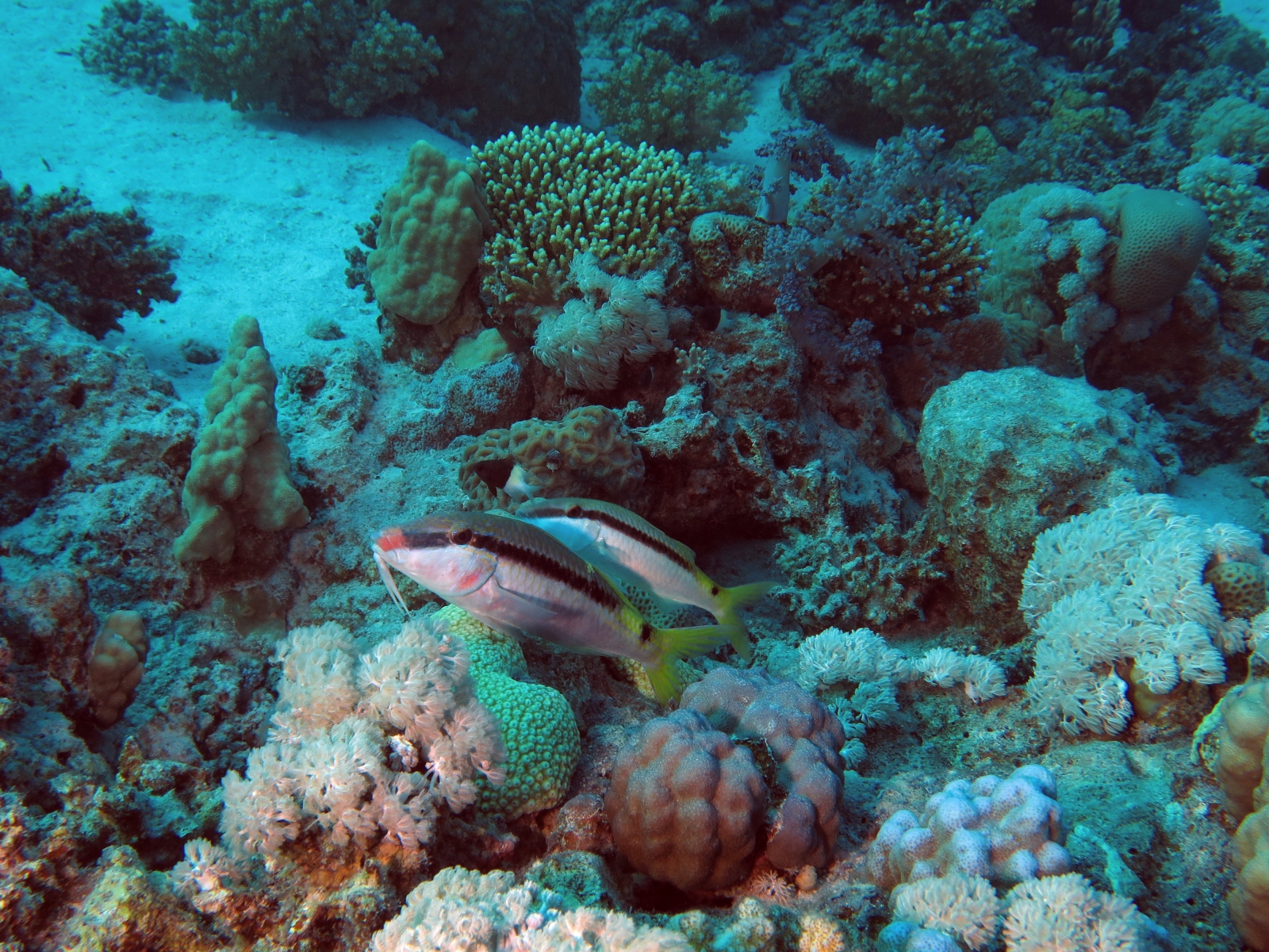 Parupeneus forsskali