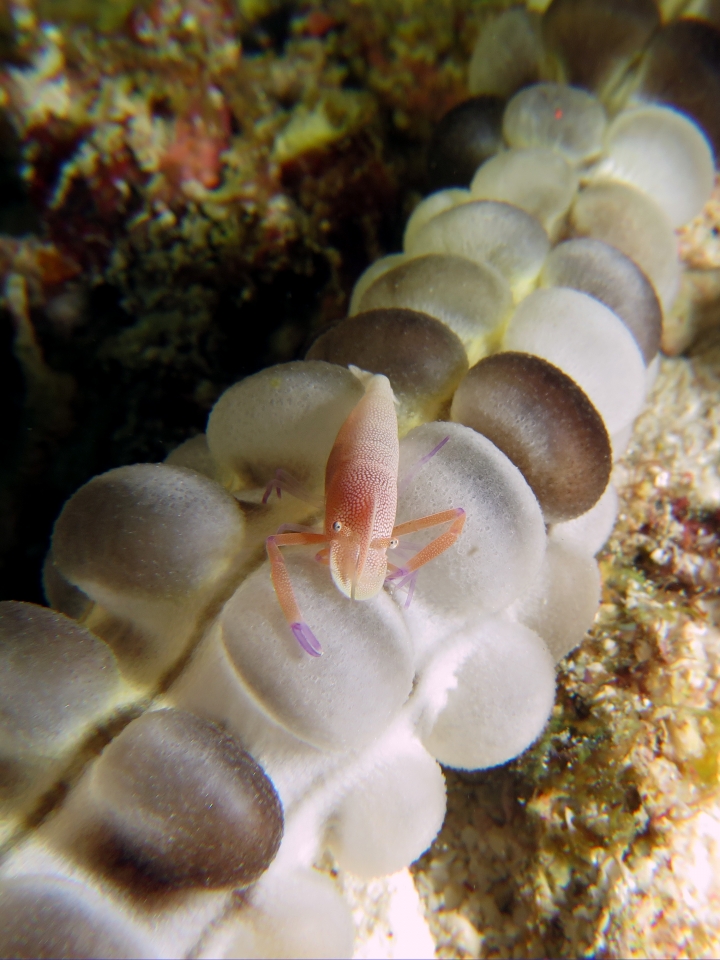 Zenopontonia rex, Euapta godeffroyi