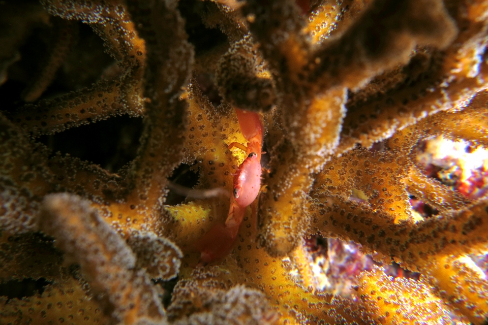 Trapezia guttata