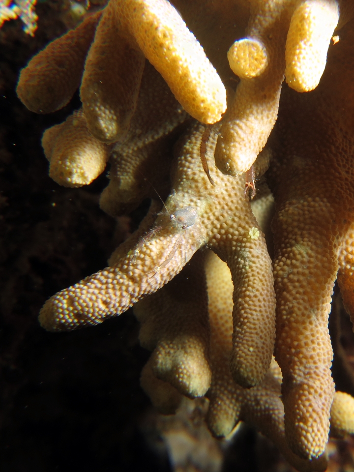 Galathea sp.