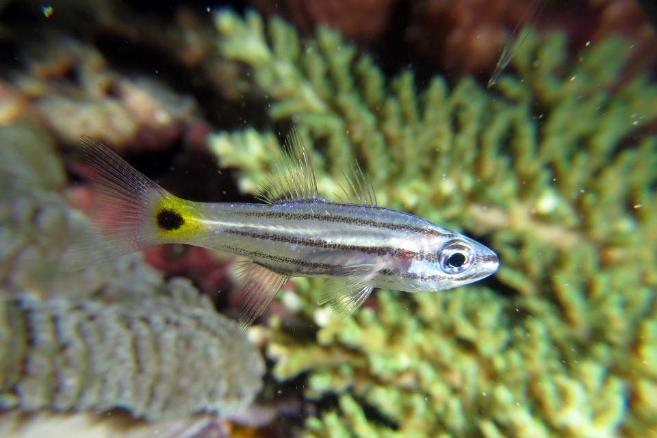 Cheilodipterus isostigmus
