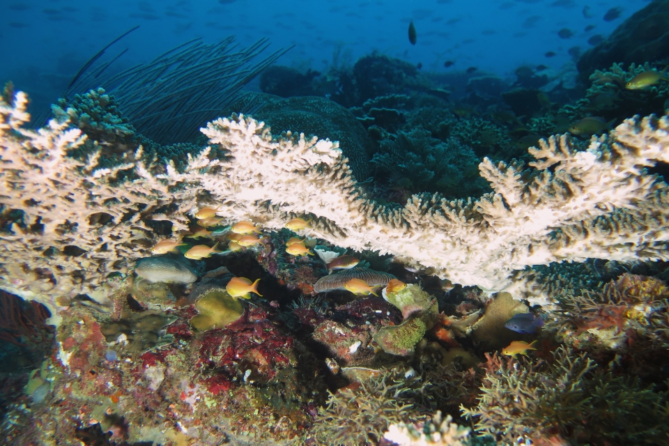 Pseudanthias huchtii, Cirrhilabrus cyanopleura, Pomacentrus brachialis