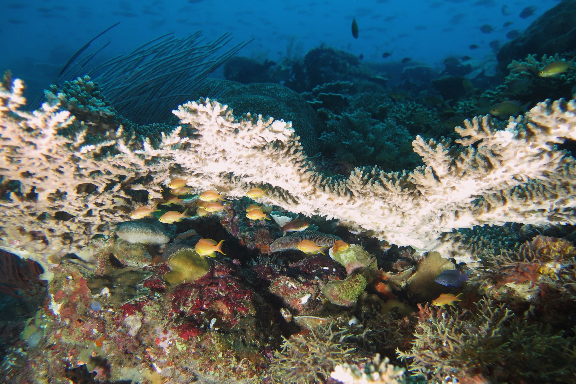 Pseudanthias huchtii, Cirrhilabrus cyanopleura, Pomacentrus brachialis