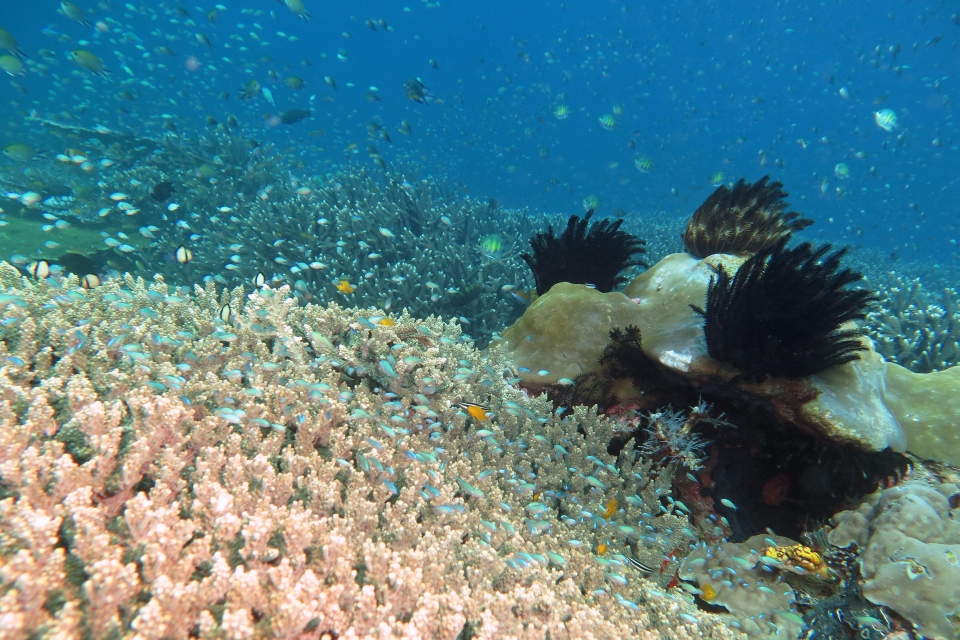 Chromis viridis, Pomacentrus moluccensis, Dascyllus reticulatus, Amblyglyphidodon curacao, Chromis ternatensis