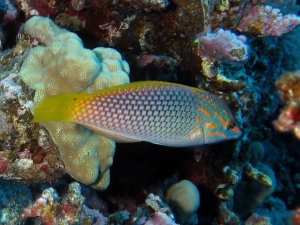 Halichoeres hortulanus