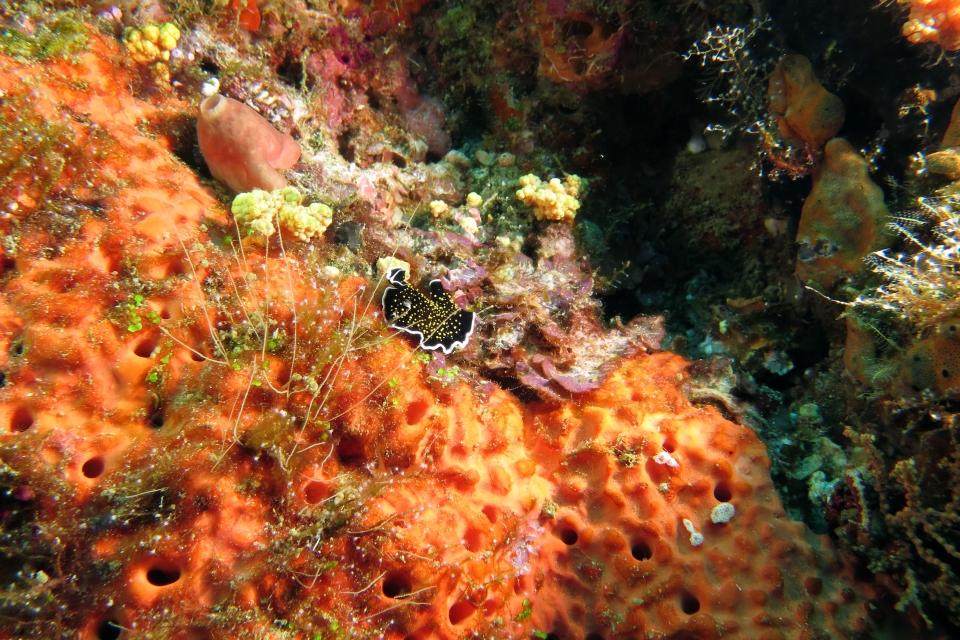 Thysanozoon nigropapillosum