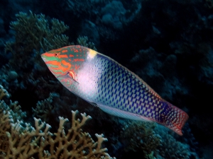 Halichoeres hortulanus