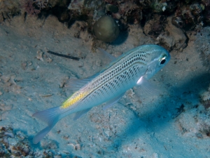 Scolopsis ghanam