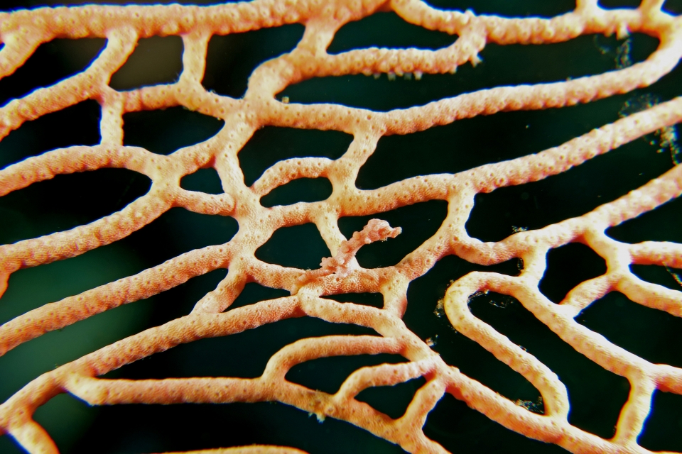 Hippocampus Denise, Annella reticulata