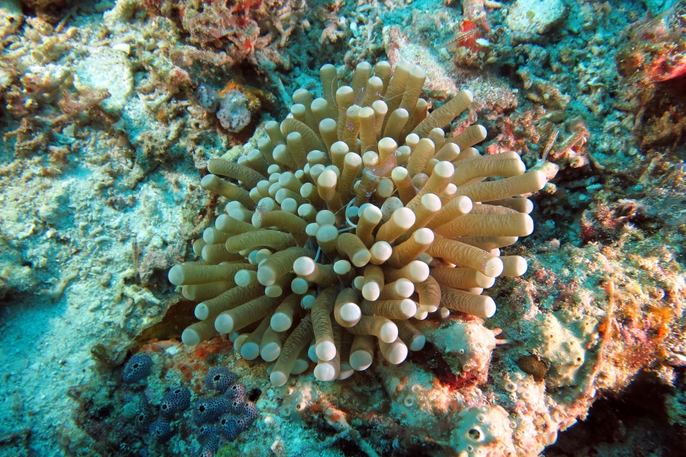 Heliofungia actiniformis, Siokunichthys nigrolineatus, Ancylomenes sarasvati