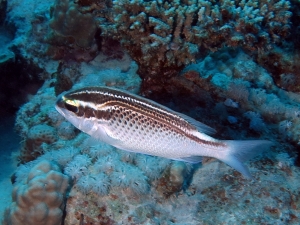 Scolopsis ghanam