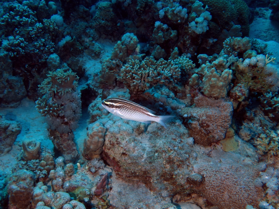Scolopsis ghanam