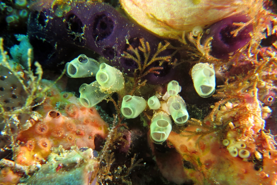 Ascidie sp, Eudistoma reginum
