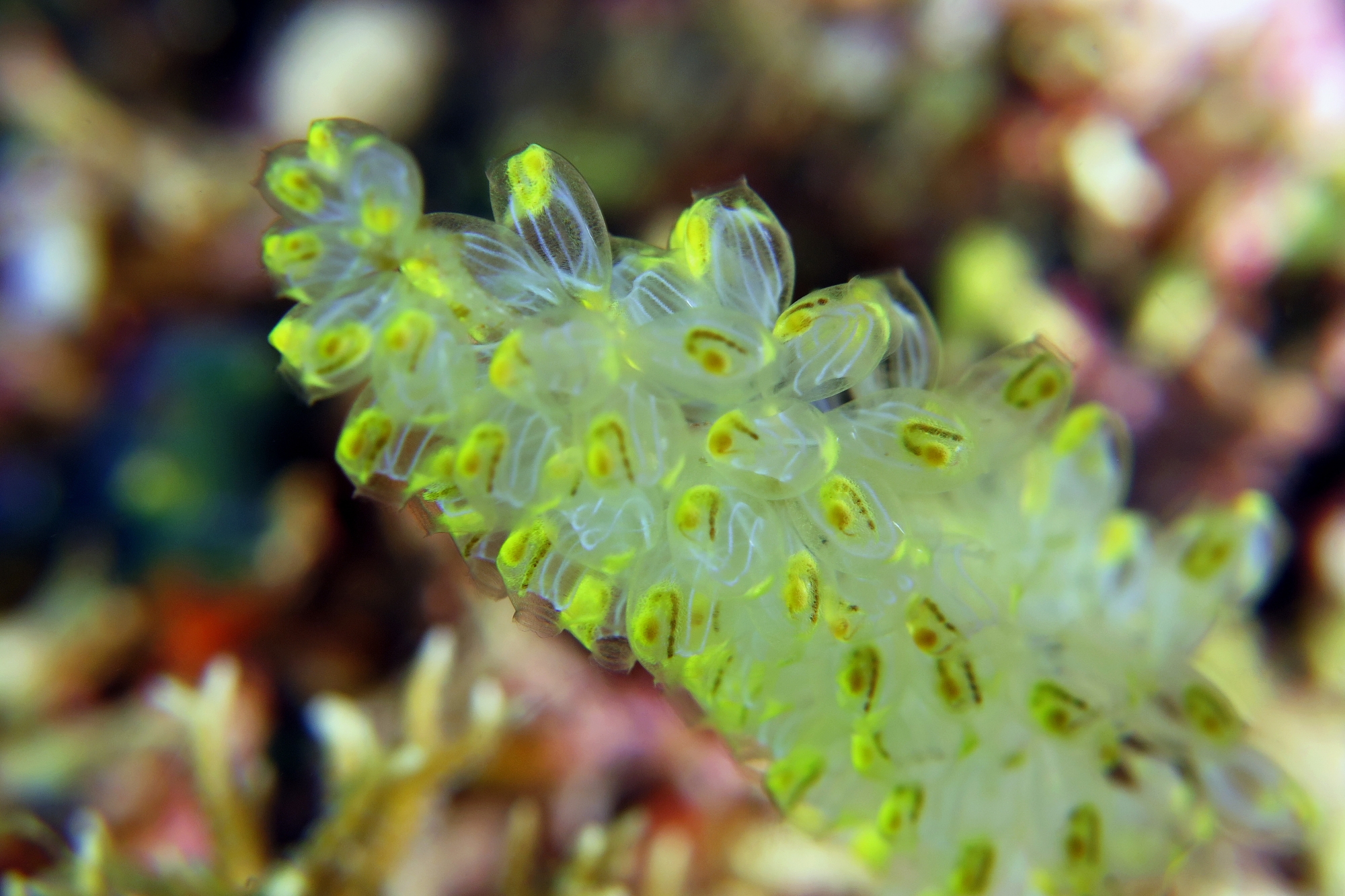 Perophora namei