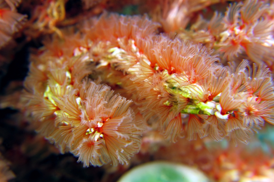Filogranella elatensis