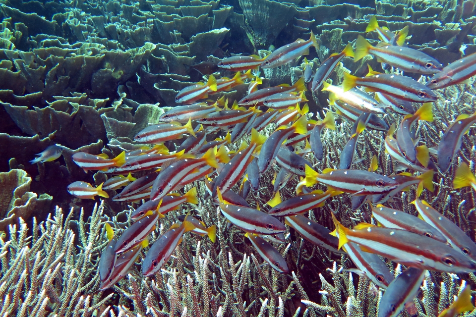 Lutjanus biguttatus