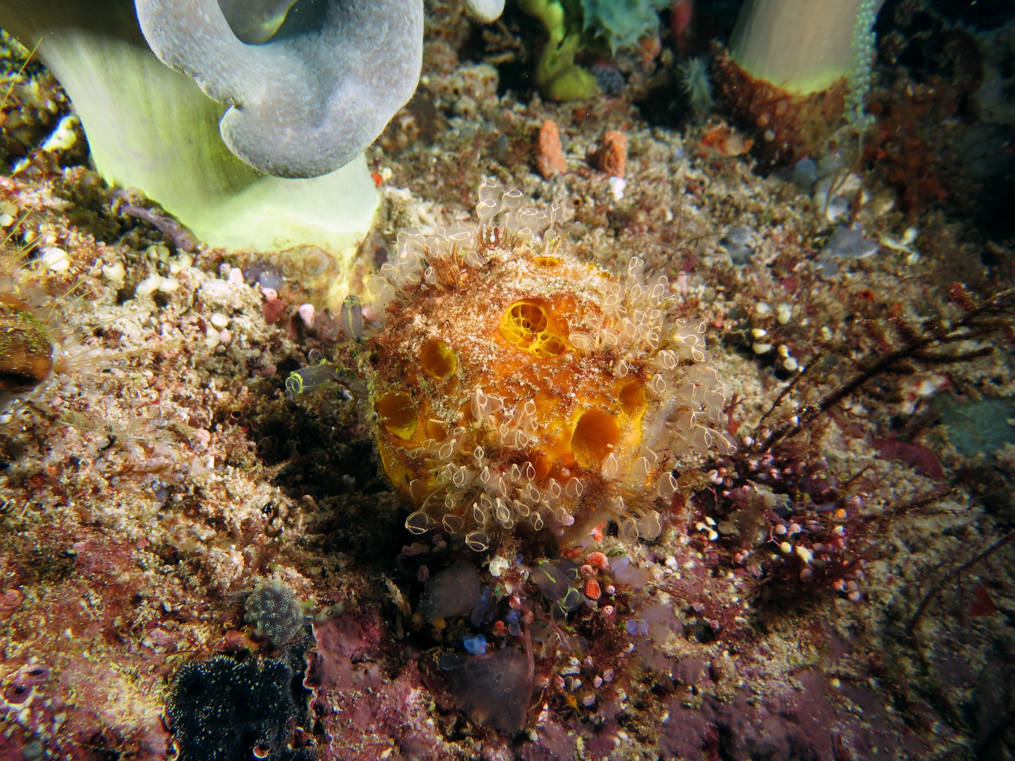 Cinachyrella australiensis, Clavelina detorta