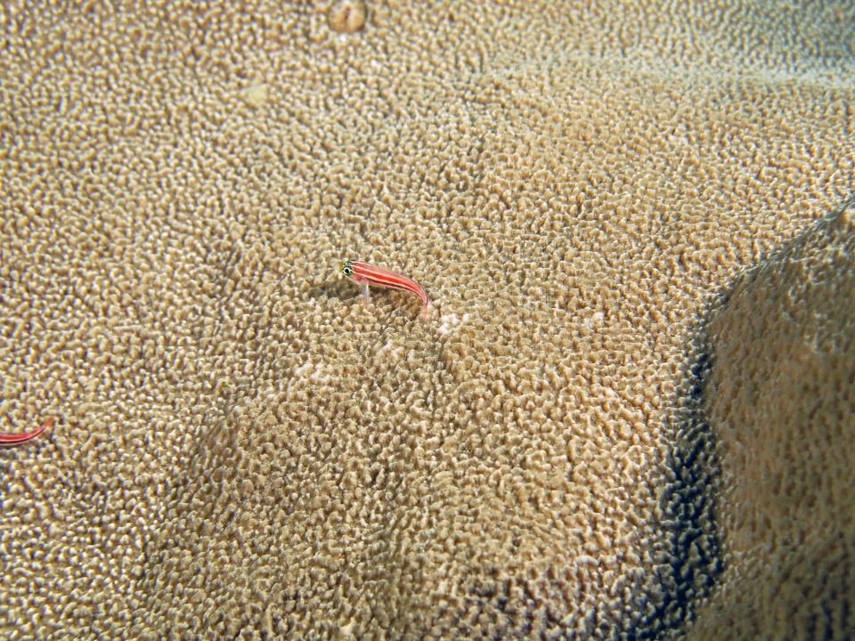Helcogramma striata