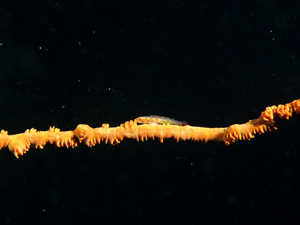 Bryaninops amplus, Junceella sp.
