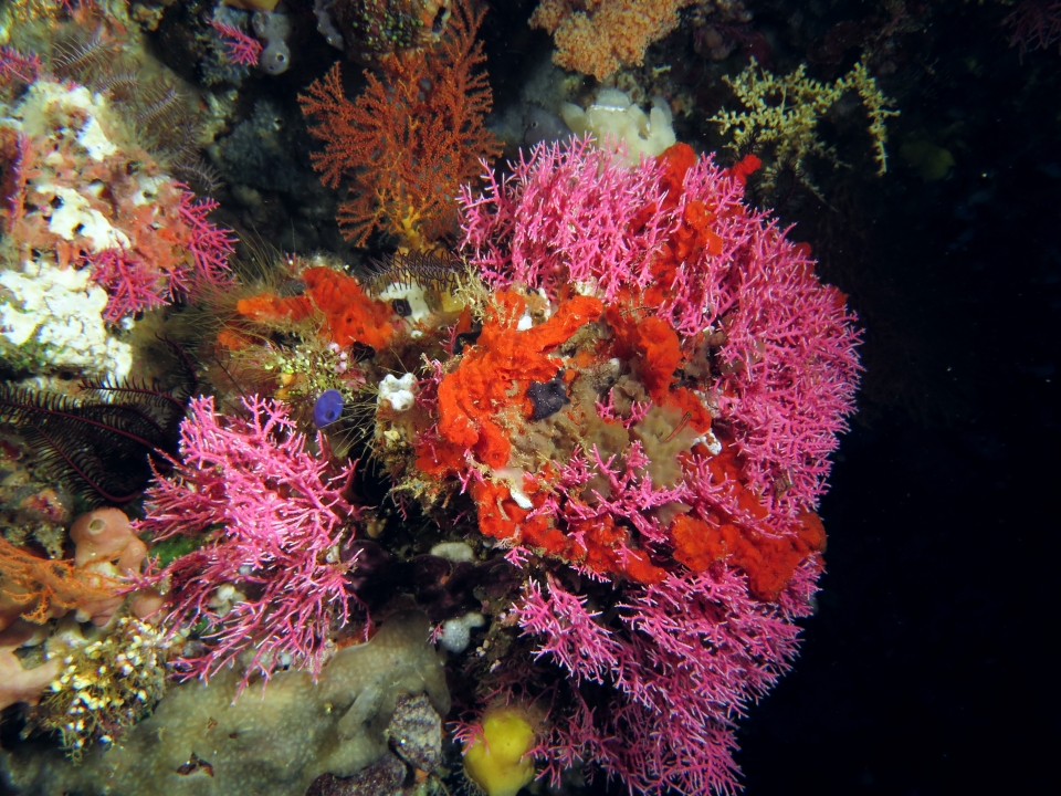 Stylaster sanguineus