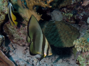 Platax orbicularis