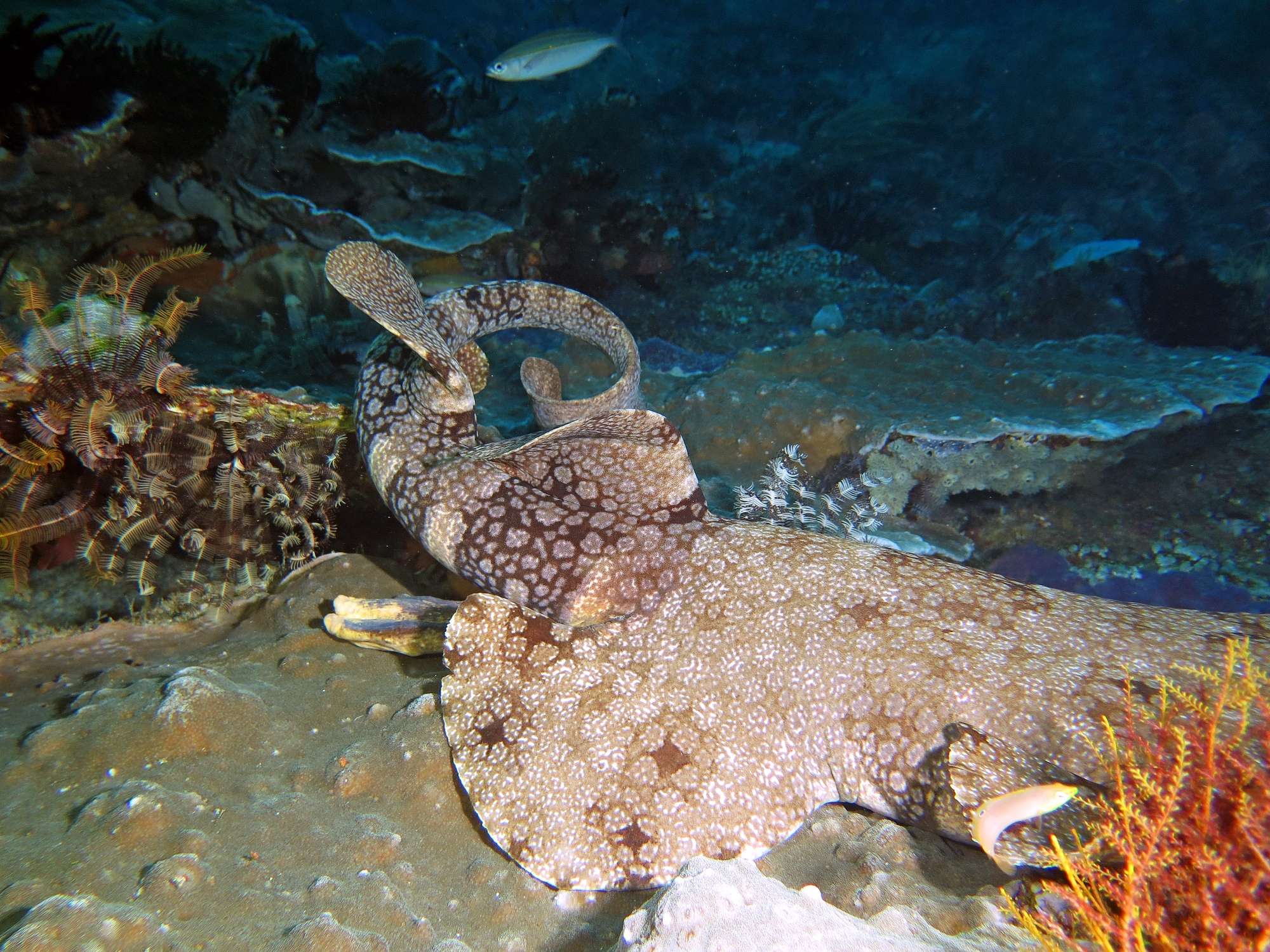 Eucrossorhinus dasypogon