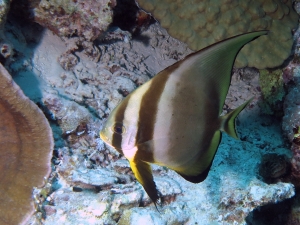 Platax orbicularis