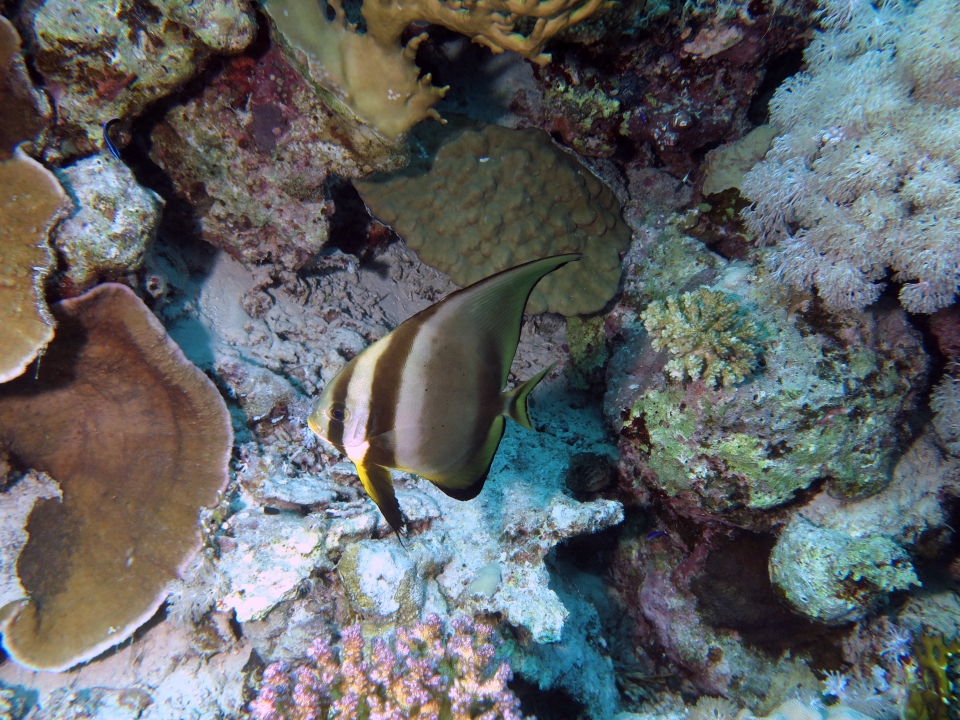 Platax orbicularis