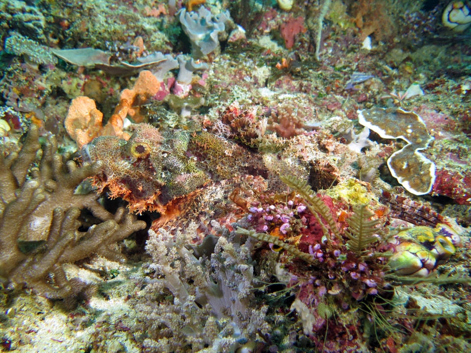Scorpaenopsis oxycephala ou Scorpaenopsis venosa