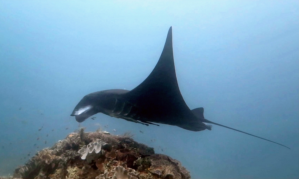 Manta alfredi