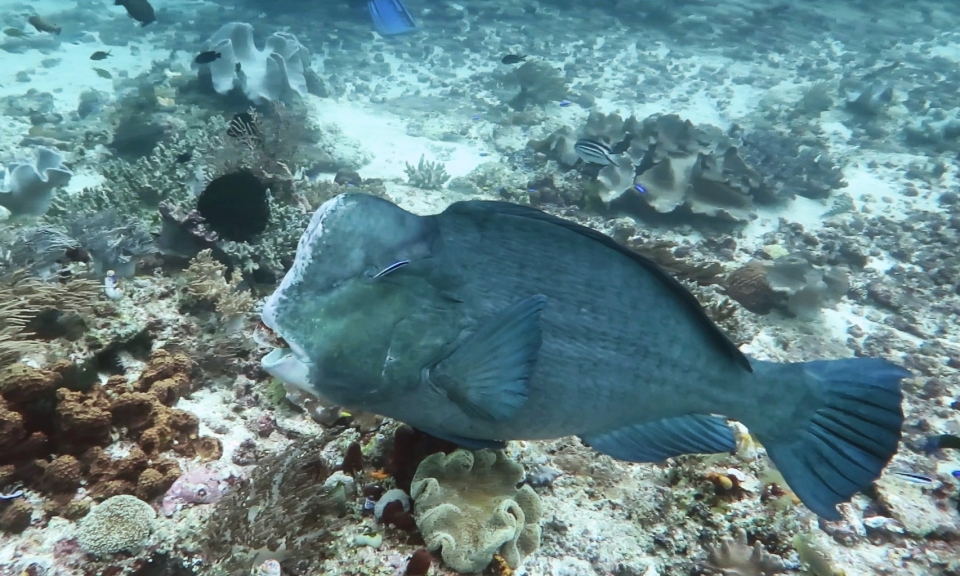 Bolbometopon muricatum, Labroides dimidiatus