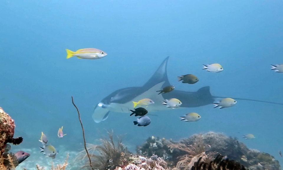 Manta alfredi, Chro.scotochiloptera, Dasycllus albisella, Chromis weberi