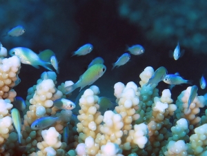 Chromis viridis