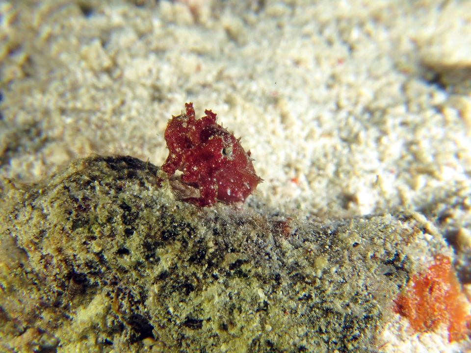 Sepia aculeata