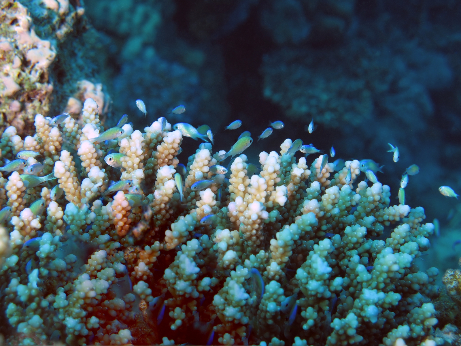 Chromis viridis