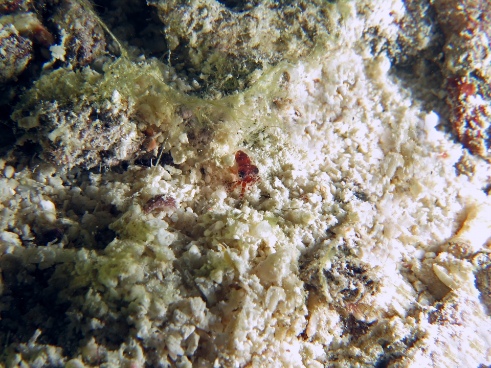 Euprymna sp. ou un jeune poulpe ?