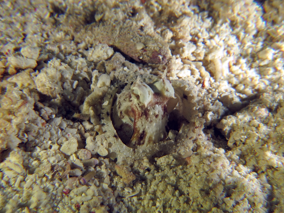 Octopus cyanea