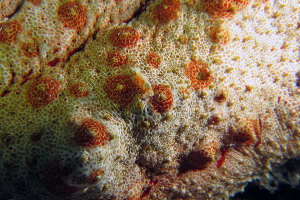 Thelenota anax, Zenopontonia rex