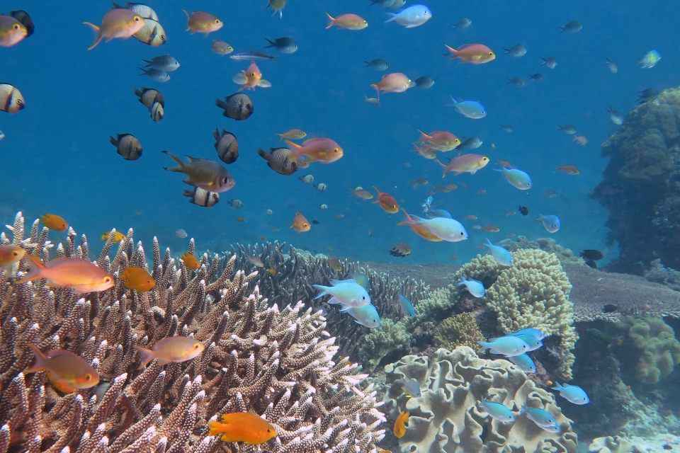 Pseudanthias huchtii, Chromis viridis, Dascyllus reticulatus, Pomacentrus moluccensis, Chromis weberi