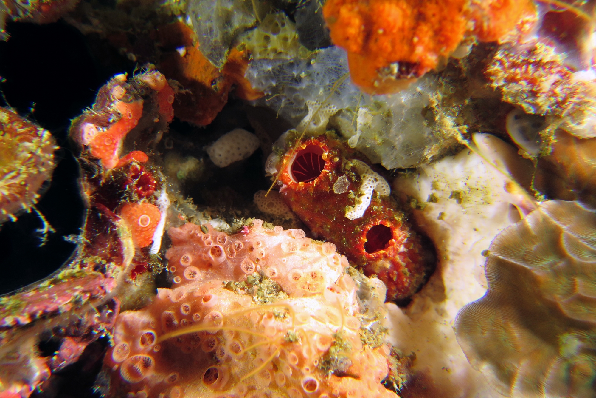 Ascidie, Crella cyathophora
