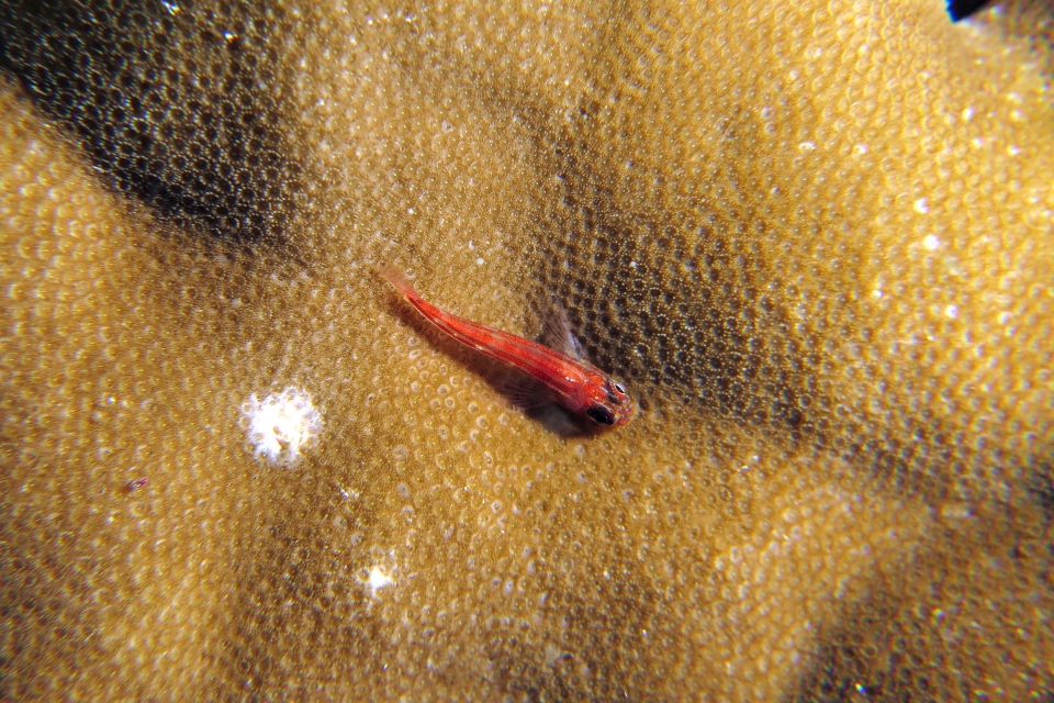 Helcogramma striata