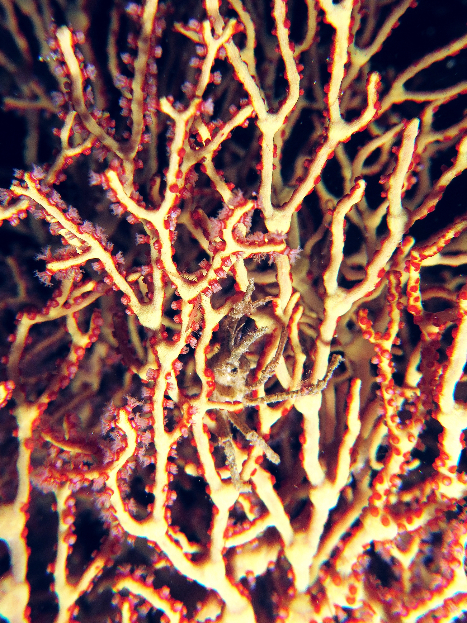 Hyastenus ou Naxioides, Melithaea sp.