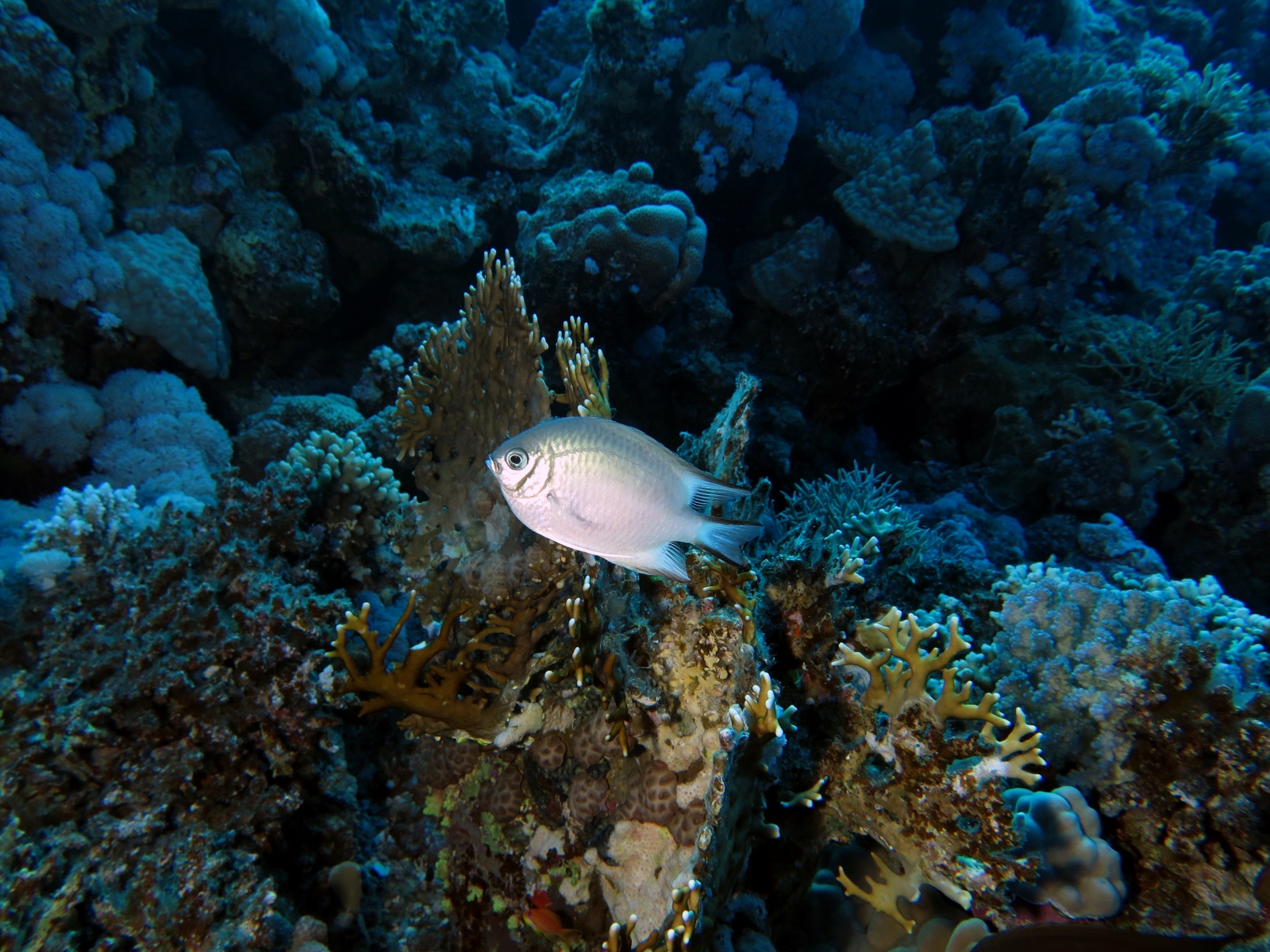 Amblyglyphidodon leucogaster