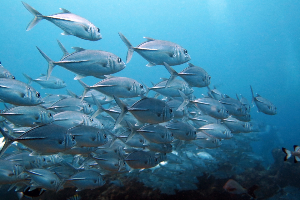 Caranx sexfasciatus