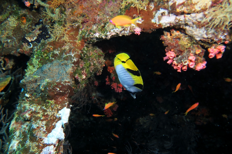 Chaetodon falcula
