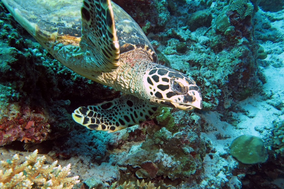 Eretmochelys imbricata