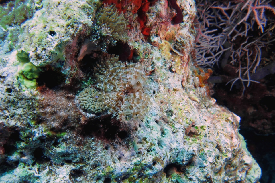 Sabellastarte spectabilis