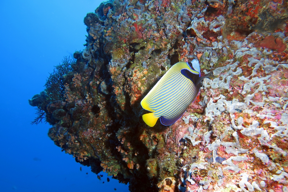 Pomacanthus imperator