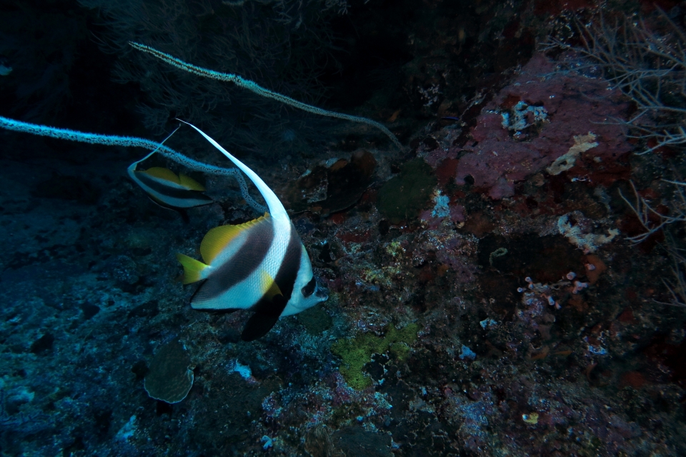 Heniochus diphreutes