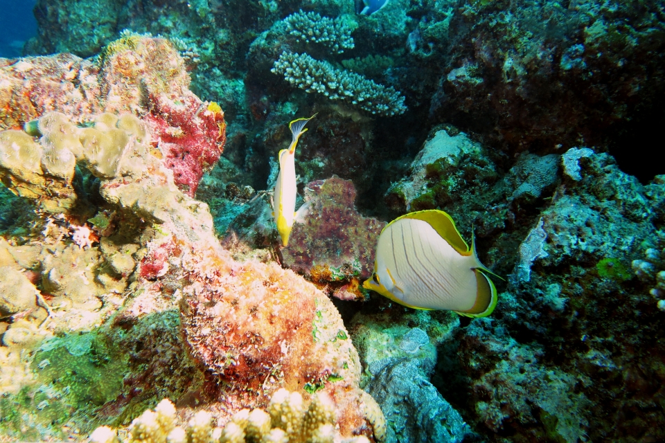 Chaetodon xanthocephalus